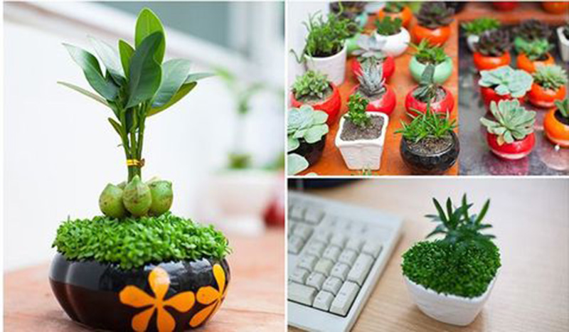 lựa chọn cây để bàn đẹp chọn cây phong thủy cho bàn làm việc