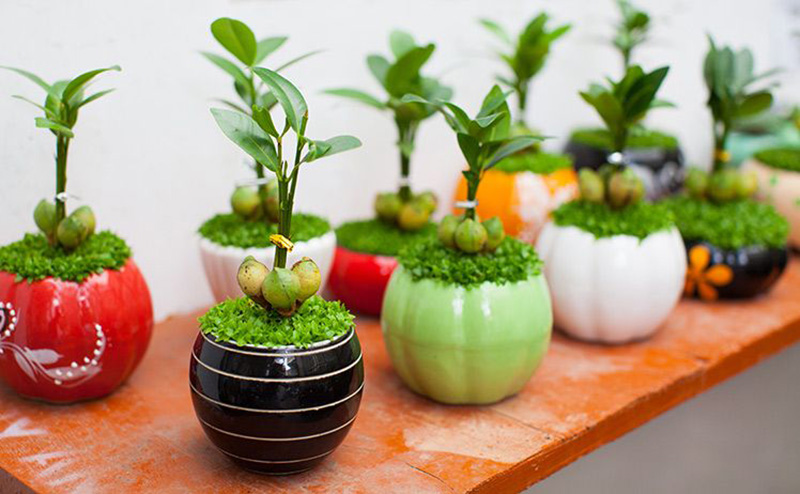 cây may mắn cho bàn làm việc thêm sinh động cây may mắn cho bàn làm việc