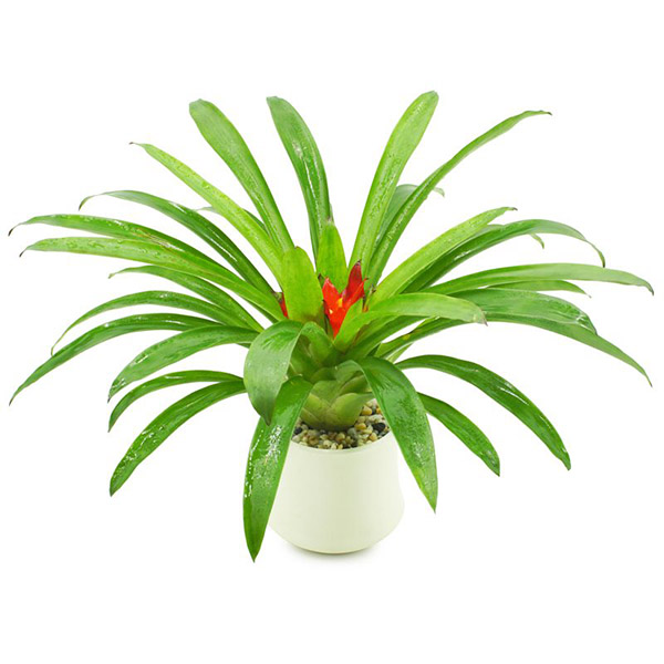 cây phong lộc cây phong thủy để bàn