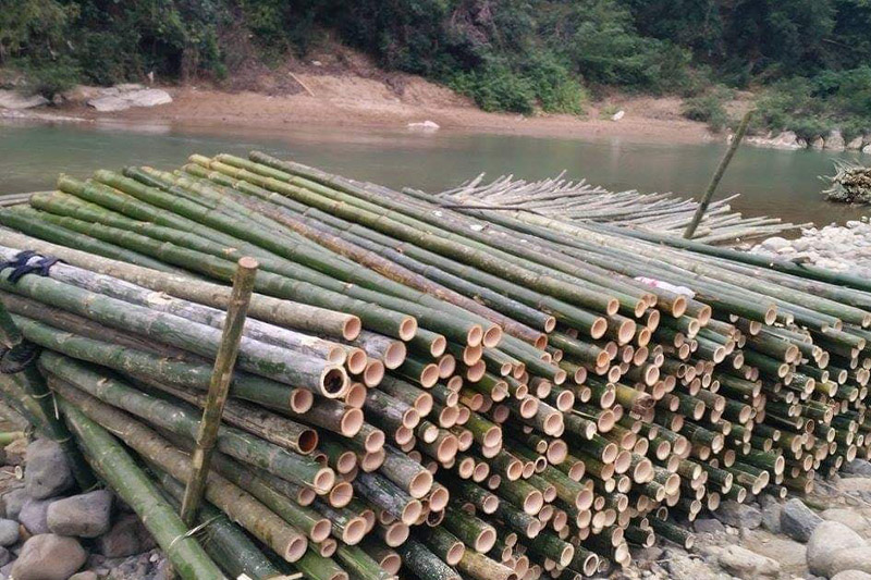Móng nhà cọc tre có tốt không