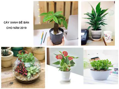 mẫu cây xanh để bàn cho năm 2019