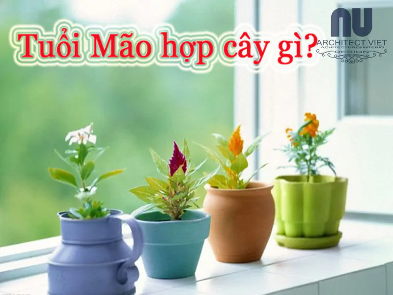 cay-canh-cho-nguoi-tuoi-mao